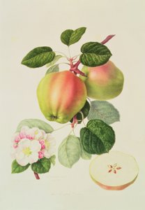 De Nederlandse Codlin, 1820
