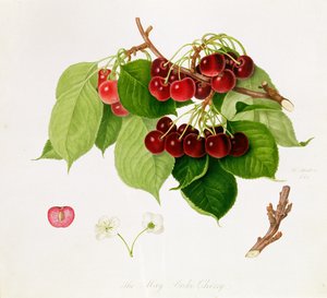 De Meikersen, 1815 door William Hooker