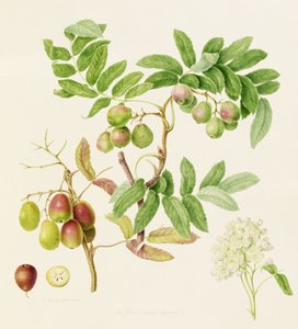 De peervormige dienstkrabappel, 1820 door William Hooker