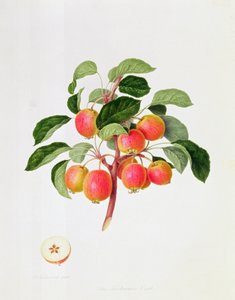 De Tartaarse wilde appel, 1819