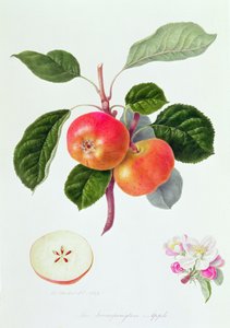 De Trumpington Appel, 1819