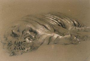 Een slapende tijger, 1876