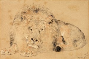 Studie van een Leeuw door William Huggins