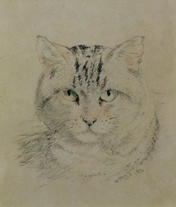Cyperse Kat, 1874