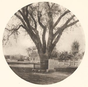 De iep in Washington door William J. Stillman