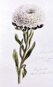 China Aster, geschilderd in Bayswater door William James Linton