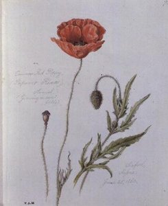 Gewone Klaproos, geschilderd in Seaford, Sussex, 25 juni 1860 door William James Linton
