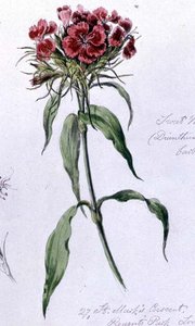 Sweet William, geschilderd in Regents Park, 7 juni 1868 door William James Linton