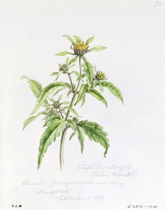 Trifid Burr-Marigold, geschilderd in Hampstead, 1 september 1861 door William James Linton