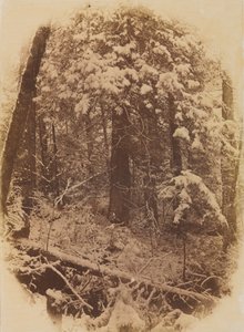 Ongetiteld Bos in Sneeuw, 1859