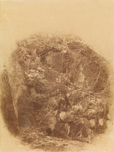 Zonder titel, uit de portfolio The Forest: Adirondack bossen door William James Stillman