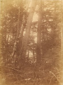 Zonder titel, uit de portfolio The Forest: Adirondack bossen door William James Stillman
