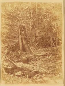 Zonder titel, uit de portfolio The Forest: Adirondack bossen door William James Stillman