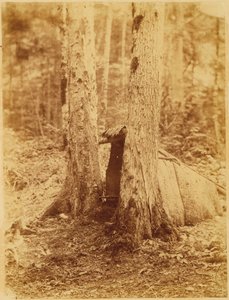 Zonder titel, uit de portfolio The Forest: Adirondack bossen door William James Stillman