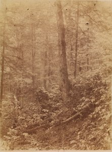 Zonder titel, uit de portfolio The Forest: Adirondack bossen door William James Stillman