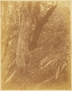 Zonder titel, uit de portfolio The Forest: Adirondack bossen door William James Stillman
