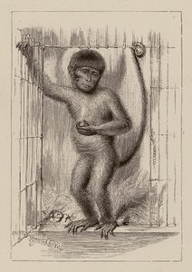 De neger-aap (gravure) door William James Webbe