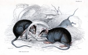 Gravure van Zwarte Rat gevangen in Val, 1838