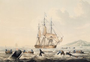 Walvisvangst in de Zuidzee, gravure door William John Huggins