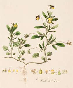 Driekleurig viooltje, ca. 1770-1790