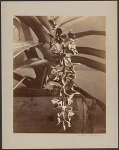 Orchideeën, Ceylon