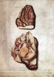 Studie van hersenen III, ca. 1850 door William Lover