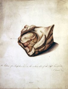 Studie van de Hersenen II, c.1850