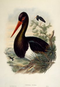 Zwarte ooievaar (Ciconia nigra), lithografie uit Birds of Great Britain door William Matthew Hart