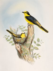 Bruinromp Minivet (Pericrocotus cantonensis), lithografie uit Birds of Asia