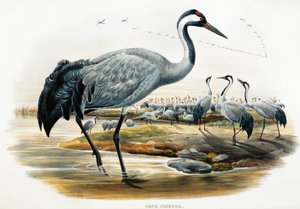 Kraanvogel (Grus cinerea), lithografie uit Birds of Great Britain door William Matthew Hart