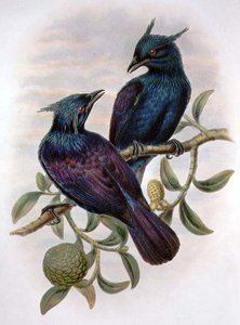 Phonygama Purpureiviolacea (kleur litho)