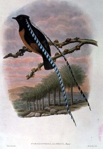 Pteridophora Alberti, Koning van Saksen Paradijsvogel door William Matthew Hart