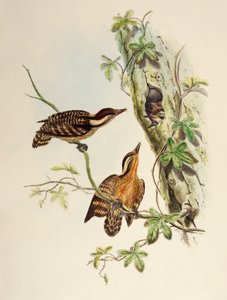Sunda Specht (Dendrocopos moluccensis), lithografie uit Birds of Asia door William Matthew Hart