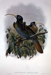 Witte sikkelvogel van het paradijs