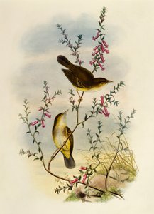 Witgevlekte Vliegenvanger (Pseudogerygone notata), gravure door William Matthew Hart, Verenigd Koninkrijk