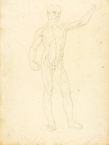 (Een Ecorche, vooraanzicht) door William Page