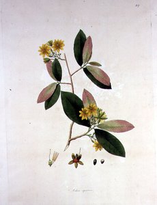 Ochna squarrosa, illustratie uit 