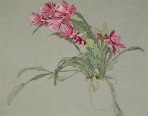 Kerstcactus, c.1920-30