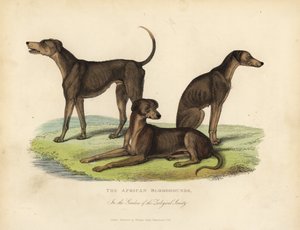 Afrikaanse bloedhonden in de tuinen van de Zoological Society door William Smellie