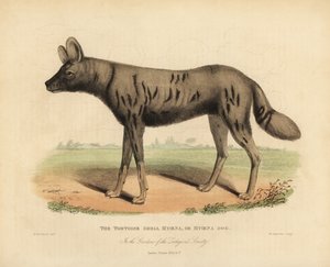 Afrikaanse wilde hond, Lycaon pictus