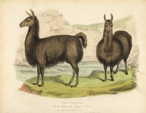 Alpaca, Vicugna pacos door William Smellie