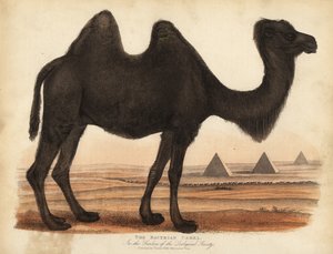Bactrische kameel, Camelus bactrianus door William Smellie