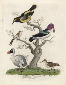 Zwart-gele boomkruiper, bruin-witte boomkruiper, Certhia americana, Cayenne boomkruiper, Dacnis cayana, Dodo, Raphus cucullatus, en purre of strandloper, Calidris alpina. Handgekleurde kopergravure