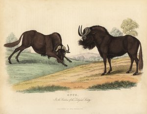 Zwarte gnoe, Connochaetes gnou