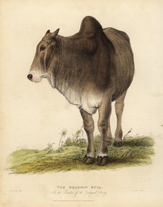 Brahma ras van zeboe runderen, Bos taurus indicus