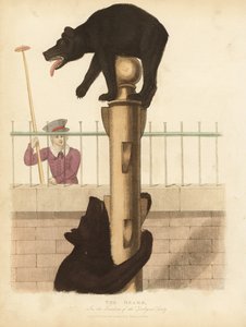 Bruine beer, Ursus arctos door William Smellie