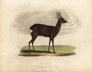Europese ree, Capreolus capreolus door William Smellie
