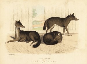 Gouden jakhals, Canis aureus
