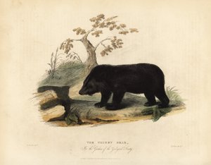 Himalaya zwarte beer, Ursus thibetanus laniger door William Smellie