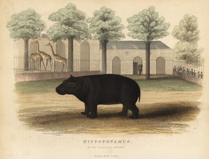 Nijlpaard, Hippopotamus amphibius door William Smellie